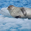 One of the many seals at Jokulsarlon